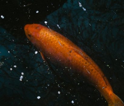 The Truth About New Zealand's Top Fish Species