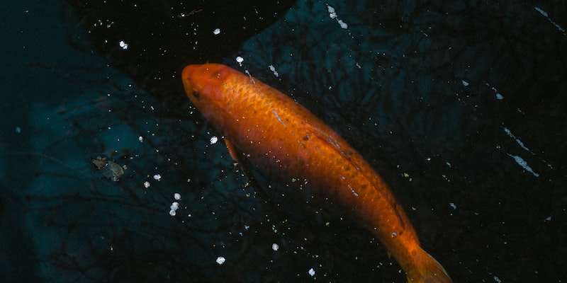 The Truth About New Zealand's Top Fish Species